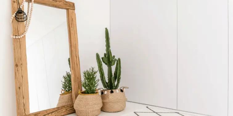 Large Mirror and Plants