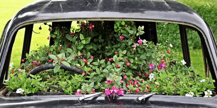 Move Plants in Your Car