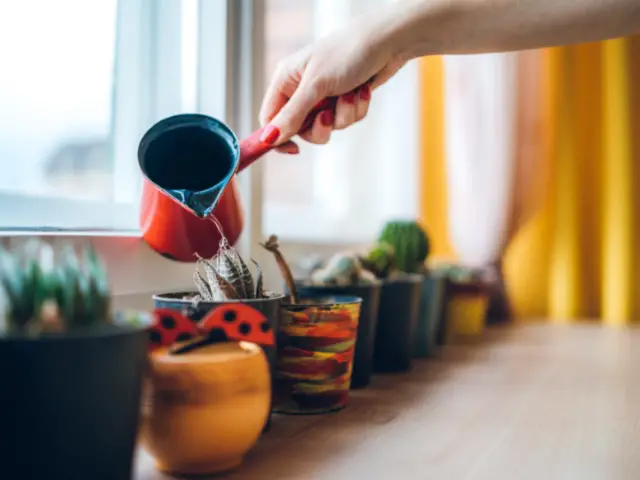 Watering House Plants