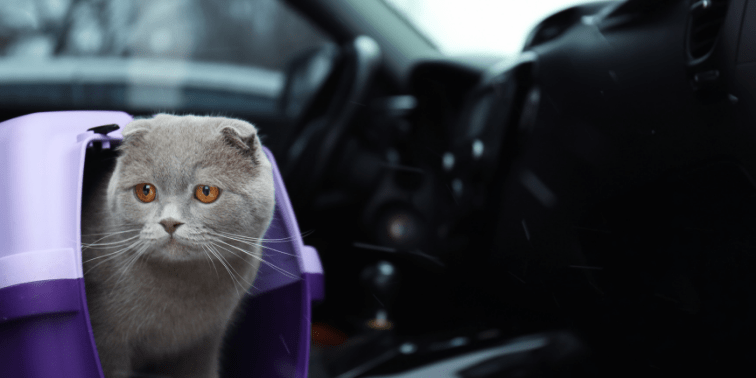 Car Trips with your Cat