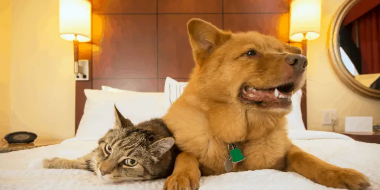 Cat and Dog in Hotel Bed