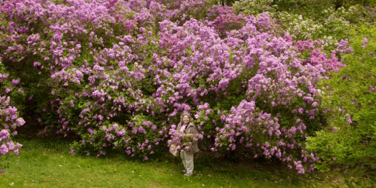 Lilac Festival in Rochester, NY