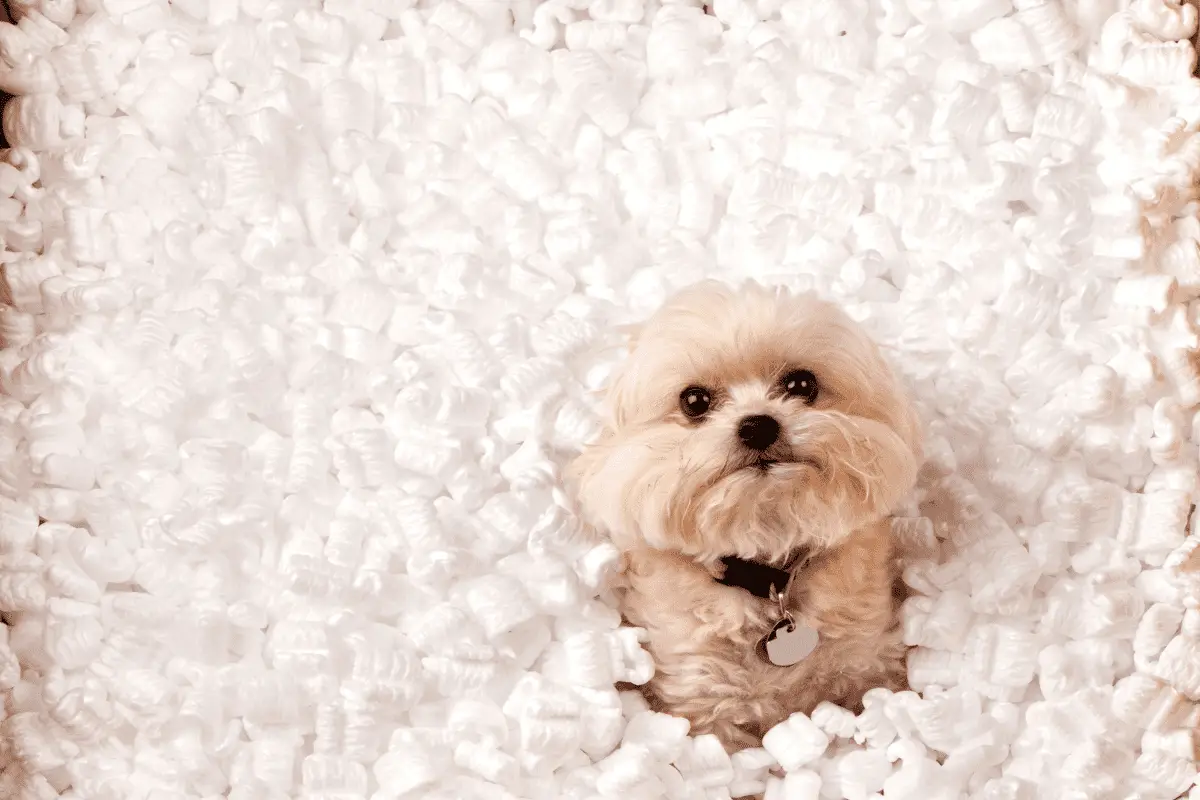 Are Packing Peanuts Poisonous To Dogs Moving Expertise