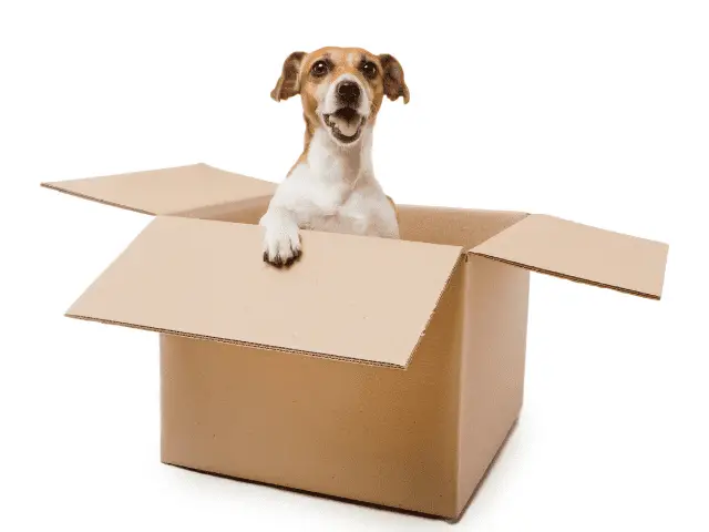 Dog In a Packing Box
