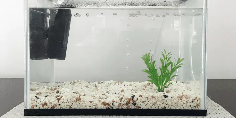 Empty Aquarium Tank