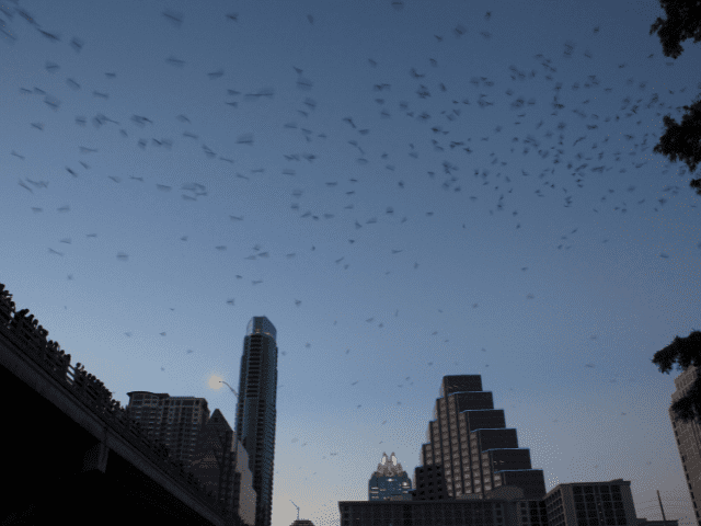 Mexican White Tailed Bats