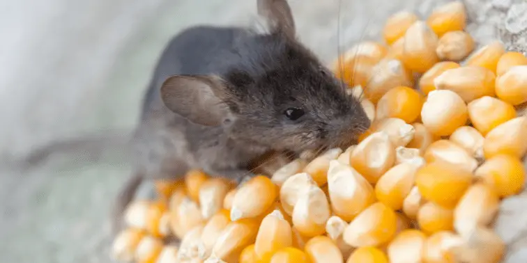 Mouse Eating Food Lying on Ground