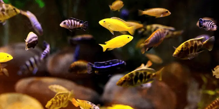 Tropical Fish in an Aquarium