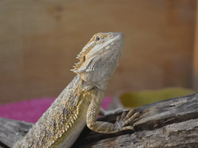 Bearded Dragon Looking Up