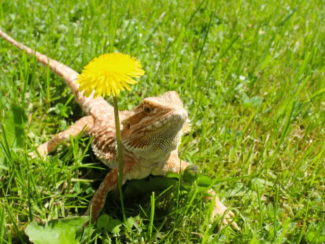 Bearded Dragon Outside On Grass