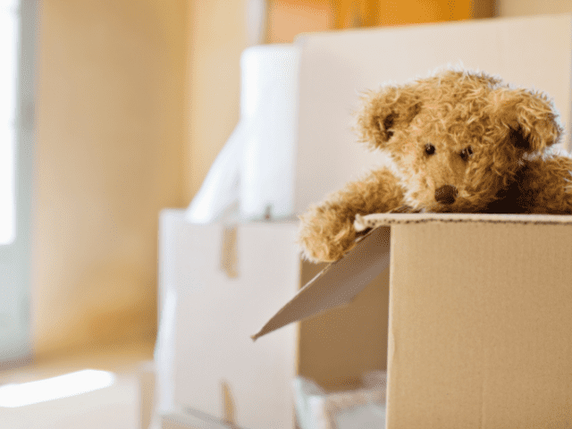Teddy Bear Sitting in a Moving Box