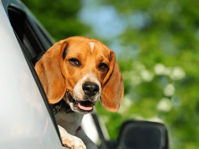 Beagle In Car Window