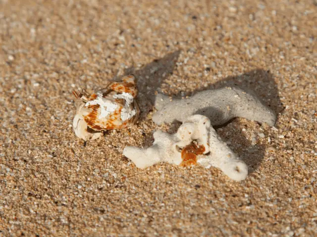 Molting Hermit Crabs