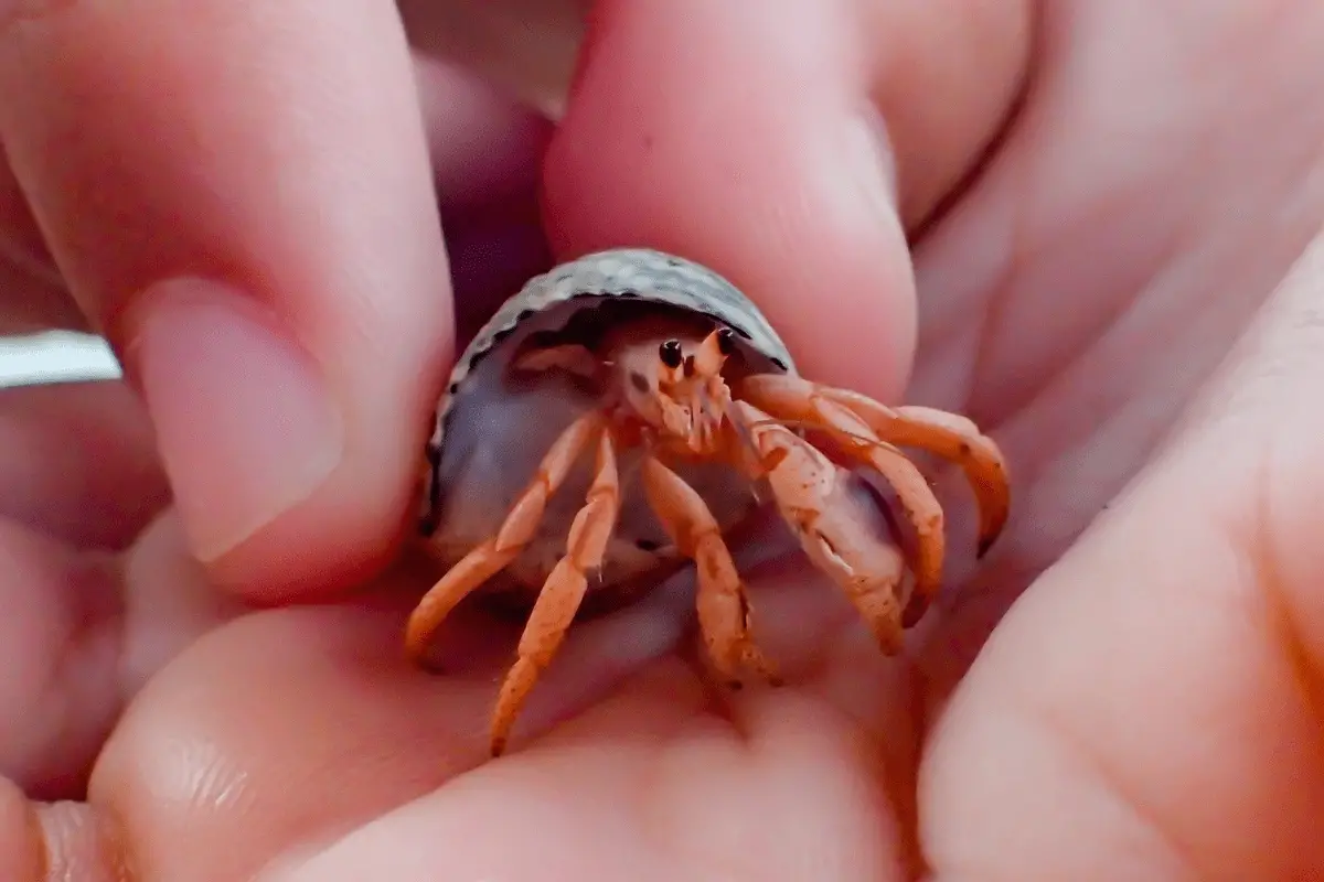 Moving with Hermit Crabs