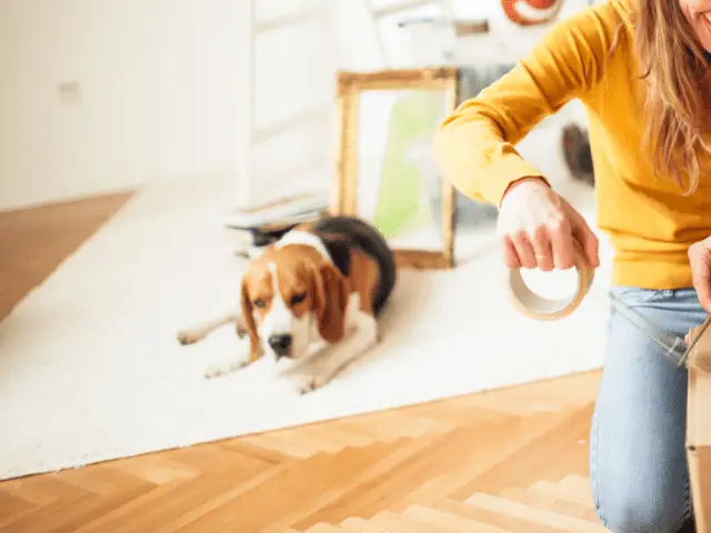 Packing To Move With a Dog