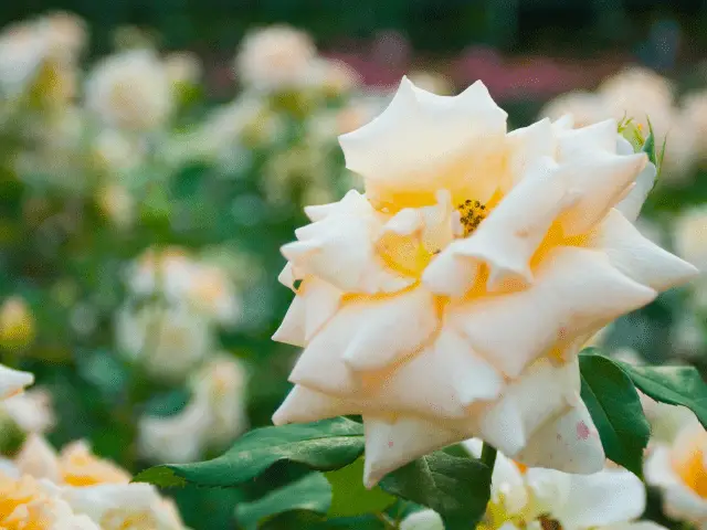 Park of Roses Columbus Ohio