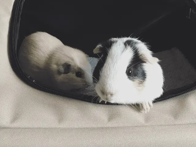 Two Guinea Pigs in Pet Carrier