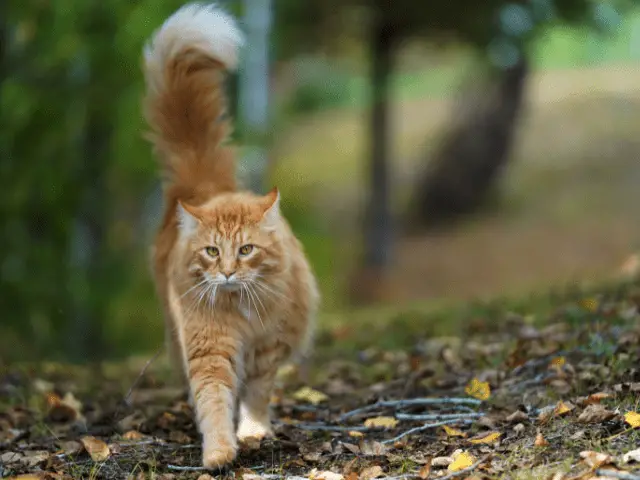 Cat Walking Outside