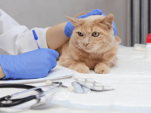 Cat at the Veterinarian