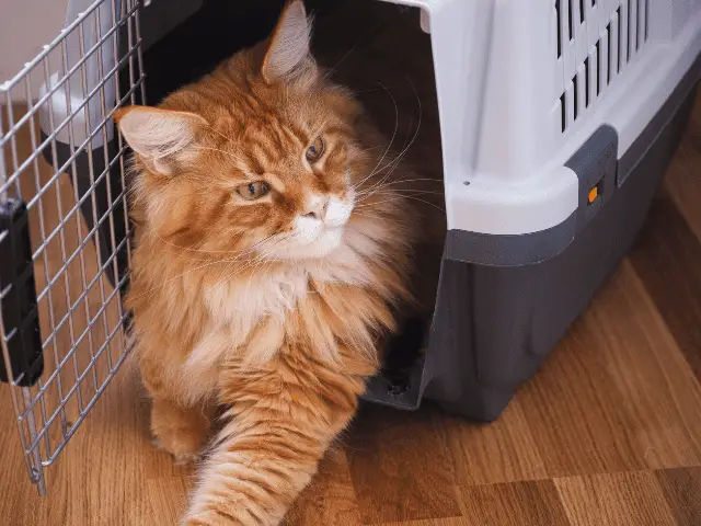 Cat in a Cat Carrier