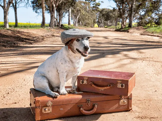 Dog with Suitcases