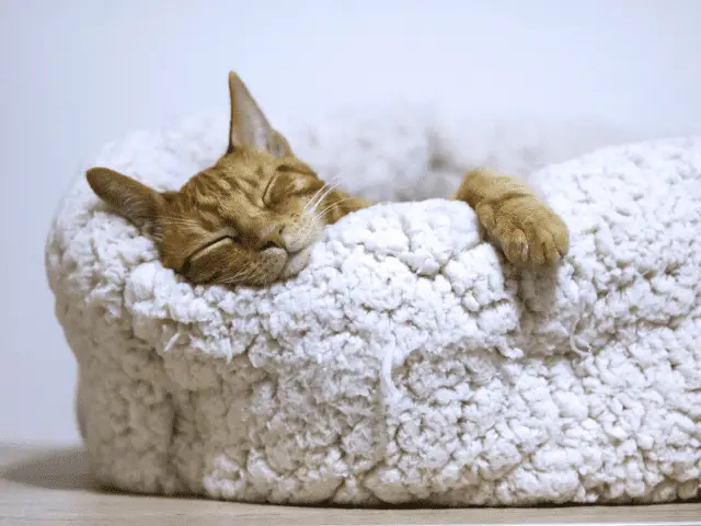 Cat Sleeping in a Cat Bed