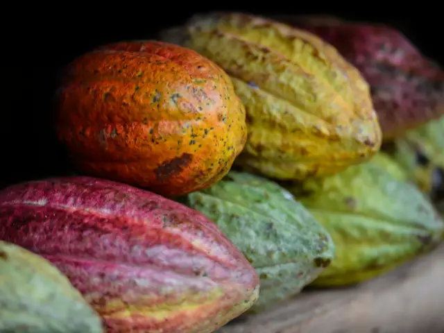 Cocoa Pods in Dominican Republic