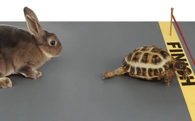 Tortoise and Hare