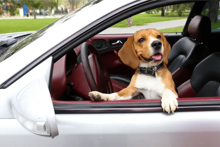 Beagle in a Car