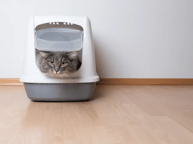 Cat In a Litter Box