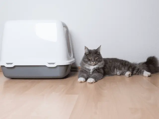 Cat Sitting Next to Litter Box