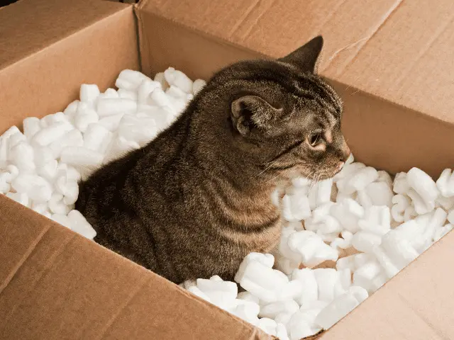 Cat in a Moving Box