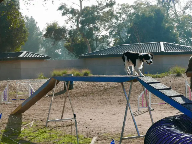 Dog at a Doggy Daycare