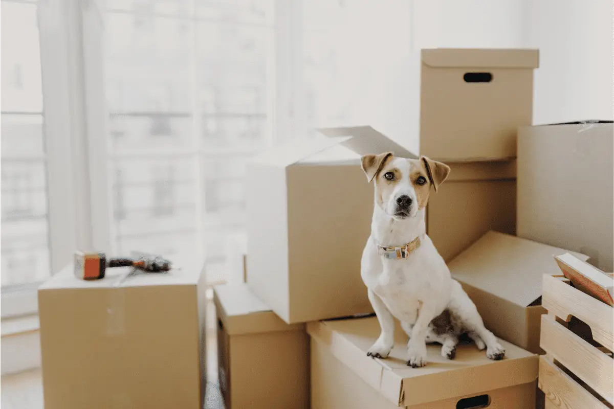 how-to-make-a-dog-comfortable-in-a-new-home-moving-expertise