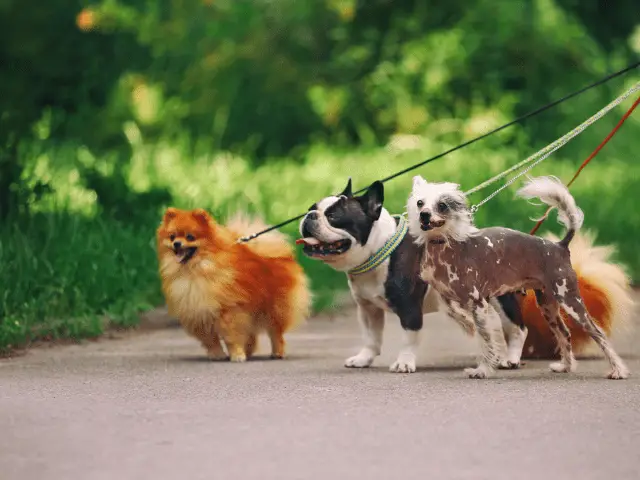Multiple Dogs on Leashes