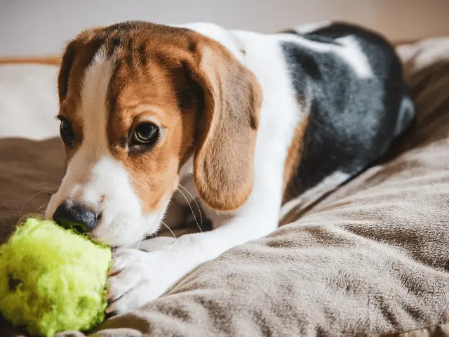 Puppy Chewing on a Dog Toy